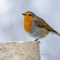 Rotkehlchen (Erithacus rubecula)