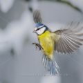 Blaumeise (Cyanistes caeruleus)