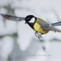 Kohlmeise (parus major)