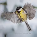 Kohlmeise (parus major)