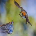 Rotkehlchen (Erithacus rubecula)