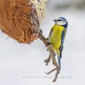 Blaumeise (Cyanistes caeruleus)