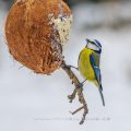 Blaumeise (Cyanistes caeruleus)