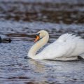 Höckerschwan (Cygnus olor)
