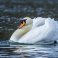 Höckerschwan (Cygnus olor)