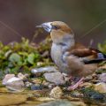 Kernbeißer (Coccothraustes coccothraustes)