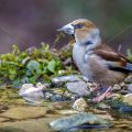 Kernbeißer (Coccothraustes coccothraustes)
