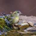 Zeisig (Carduelis spinus) Weibchen
