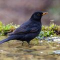 Amsel (Turdus merula) Männchen