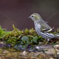Zeisig (Carduelis spinus) Weibchen