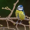 Blaumeise (Cyanistes caeruleus)