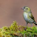 Zeisig (Carduelis spinus) Weibchen