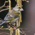 Grünfink (Carduelis chloris)