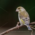 Grünfink (Carduelis chloris)
