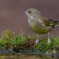 Grünfink (Carduelis chloris)