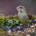 Grünfink (Carduelis chloris)
