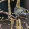 Zeisig (Carduelis spinus) Weibchen