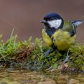Kohlmeise (parus major)