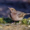 Amsel (Turdus merula) Weibchen