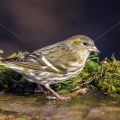 Zeisig (Carduelis spinus) Weibchen