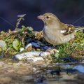 Buchfink (Fringilla coelebs) Weibchen