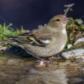 Buchfink (Fringilla coelebs) Weibchen