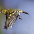 Zeisig (Carduelis spinus) Weibchen