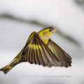 Zeisig (Carduelis spinus) Männchen