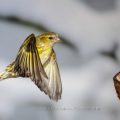 Zeisig (Carduelis spinus)