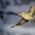 Zeisig (Carduelis spinus) Weibchen