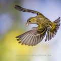 Zeisig (Carduelis spinus) Weibchen