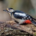Buntspecht (Dendrocopos major) Weibchen