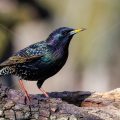 Star (Sturnus vulgaris)