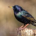 Star (Sturnus vulgaris)