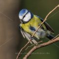 Blaumeise (Cyanistes caeruleus)