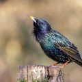 Star (Sturnus vulgaris)