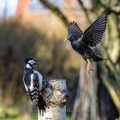 Star streitet mit Buntspecht