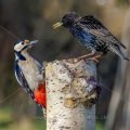 Star streitet mit Buntspecht