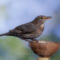 Amsel (Turdus merula) Weibchen