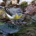 Gebirgsstelze (Motacilla cinerea)