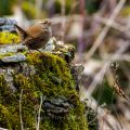 Zaunkönig (Troglodytes troglodytes)