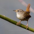 Zaunkönig (Troglodytes troglodytes)