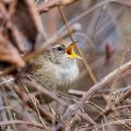 Zaunkönig (Troglodytes troglodytes)