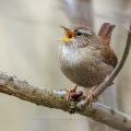 Zaunkönig (Troglodytes troglodytes)