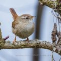 Zaunkönig (Troglodytes troglodytes)