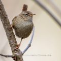 Zaunkönig (Troglodytes troglodytes)