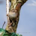 Zaunkönig (Troglodytes troglodytes)
