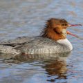 Gänsesäger (Mergus merganser) Weibchen