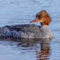Gänsesäger (Mergus merganser) Weibchen