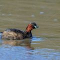 Zwergtaucher (Tachybaptus ruficollis)